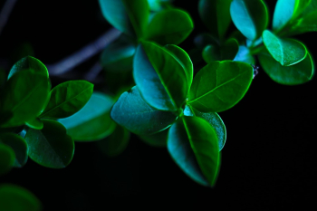 Macro Photo of Green Leaves Macro Photo of Green Leaves