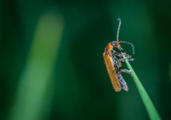 Macro Photo Of Insect