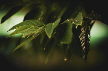 Macro Photo Of Leaves Macro Photo Of Leaves