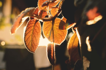 Macro Photo of Orange Leaves Macro Photo of Orange Leaves