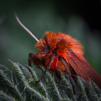 Macro Photo Of Red Poodle Moth Macro Photo Of Red Poodle Moth