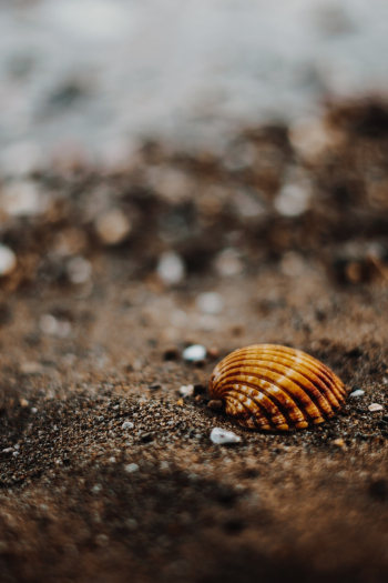 Macro Photo of Seashell Macro Photo of Seashell