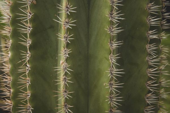 macro photograph of cactus plant macro photograph of cactus plant