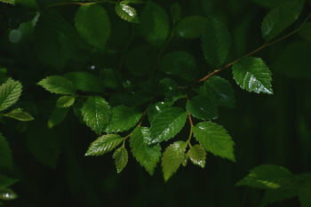 Macro Photograph of Green Leaves Macro Photograph of Green Leaves