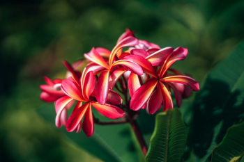 Macro Photograph of Red Frangipani Macro Photograph of Red Frangipani