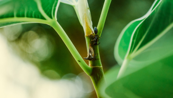 Macro Photography of a Black Insect