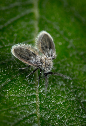 Macro Photography Of An Insect