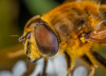Macro Photography  of An Insect