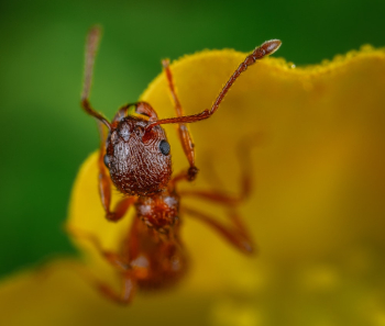 Macro Photography of Ant Macro Photography of Ant