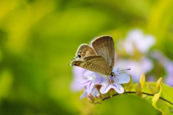 macro photography of beige butterfly on pollinating flower macro photography of beige butterfly on pollinating flower