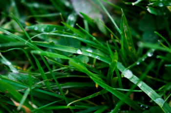 Macro Photography of Blade of Grass Macro Photography of Blade of Grass