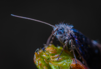 Macro Photography Of Blue Insect