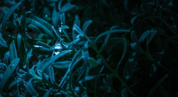 Macro Photography of Blue-leaf Plant Macro Photography of Blue-leaf Plant