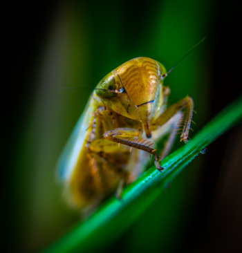 Macro Photography of Brown Insect
