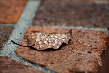 Macro Photography of Brown Leaf Macro Photography of Brown Leaf