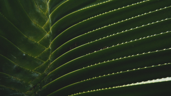 Macro Photography of Cord Leaves Macro Photography of Cord Leaves