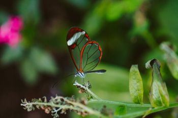 Macro Photography of Dragonfly on Plant Macro Photography of Dragonfly on Plant