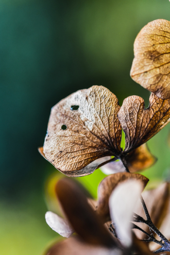Macro Photography of Dried Leaves Macro Photography of Dried Leaves