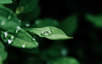 Macro Photography of Droplets on Leaves Macro Photography of Droplets on Leaves