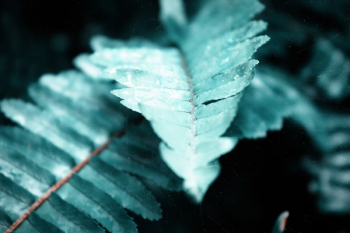 Macro Photography Of Fern Leaves Macro Photography Of Fern Leaves