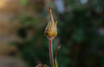 Macro Photography of Flower Bud