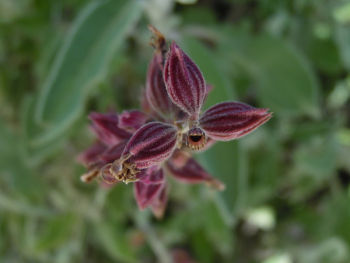 Macro Photography of Flower Buds