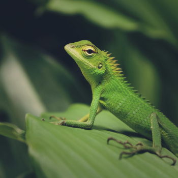 Macro Photography of Green Crested Lizard Macro Photography of Green Crested Lizard