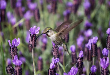 macro photography of green hummingbird on purple flowers macro photography of green hummingbird on purple flowers