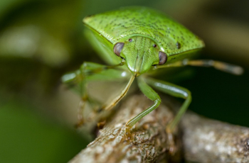 Macro Photography of Green Insect