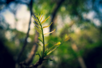 Macro Photography of Green Leaf Plant Macro Photography of Green Leaf Plant