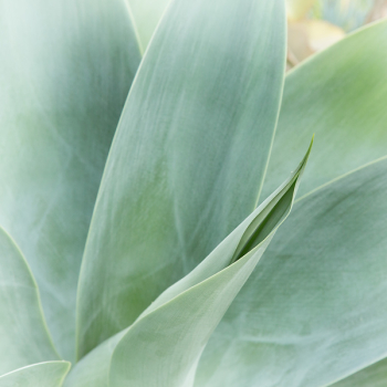 Macro Photography of Green Leaf Plant Macro Photography of Green Leaf Plant