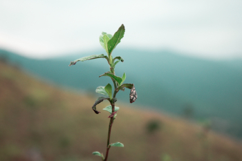 Macro Photography of Green Leafed Plant Macro Photography of Green Leafed Plant