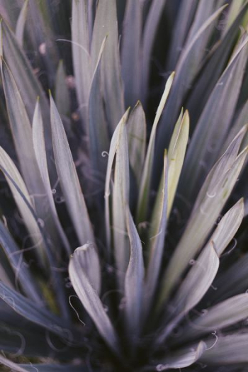 macro photography of green leafed plant macro photography of green leafed plant