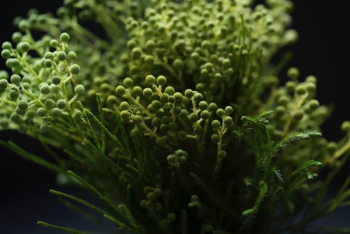 macro photography of green leafed plant macro photography of green leafed plant