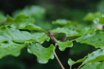 macro photography of green leafed plant macro photography of green leafed plant
