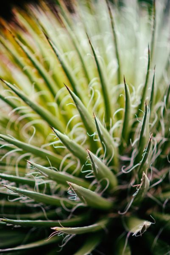 macro photography of green leafed plant macro photography of green leafed plant
