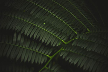 macro photography of green leafed plant macro photography of green leafed plant