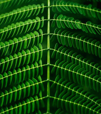 macro photography of green leafed plant macro photography of green leafed plant