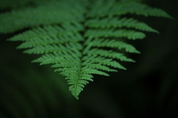 macro photography of green leafed plant macro photography of green leafed plant