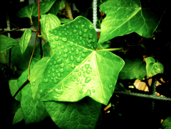 Macro Photography of Green Leaves Macro Photography of Green Leaves