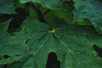 Macro Photography of Green Leaves Macro Photography of Green Leaves