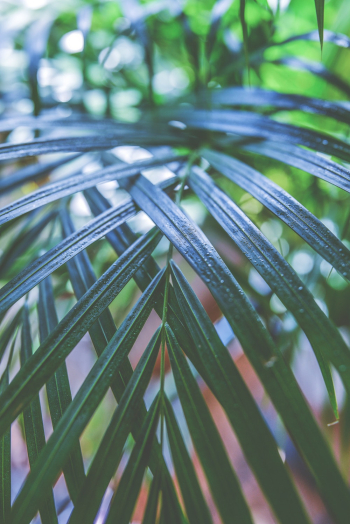 Macro Photography of Green Palm Plant Macro Photography of Green Palm Plant