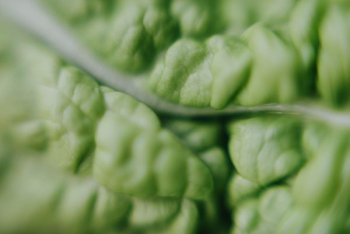 macro photography of green plant macro photography of green plant