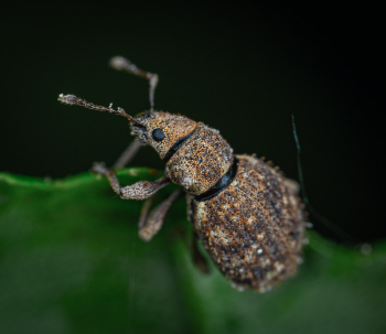 Macro Photography of Insect Macro Photography of Insect