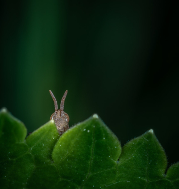 Macro Photography of Insect on Leaf