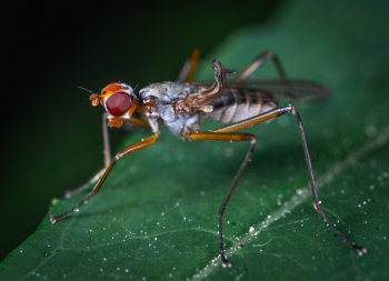 Macro Photography of Insect on Leaf
