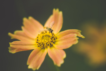 Macro Photography of Insect Perched On Flower