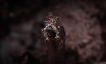 Macro Photography of Insects Macro Photography of Insects