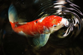 macro photography of koi fish macro photography of koi fish