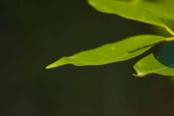 Macro Photography of Leaves Macro Photography of Leaves